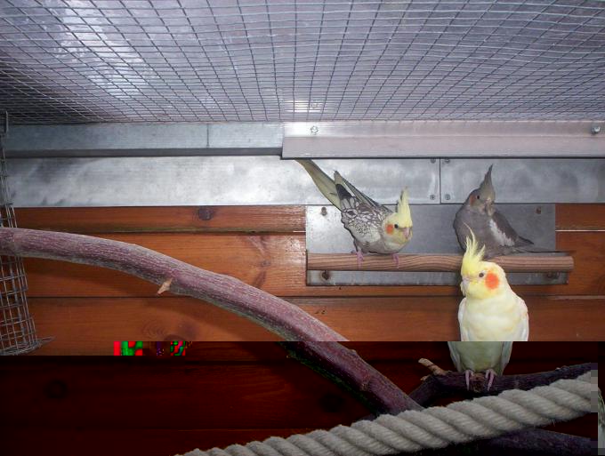 oiseaux valou 2eme couvÃƒÂ©e 033.jpg