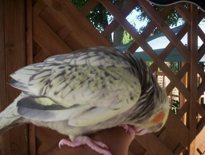 oiseaux valou 2eme couvÃƒÂ©e 024.jpg