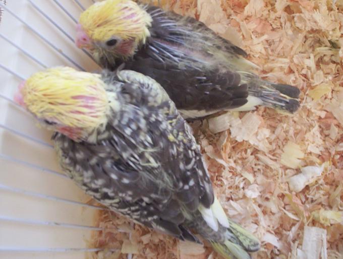 oiseaux valou 2eme couvÃƒÂ©e 026.jpg