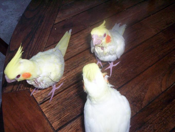 oiseaux valou 114.jpg