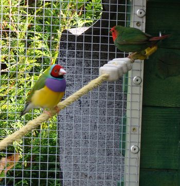 gould et pape.jpg