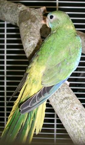 turqoisine2 (Small).JPG