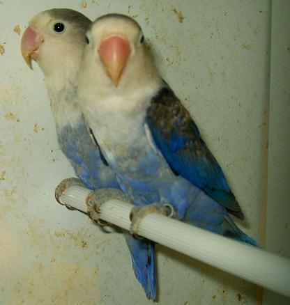 fischer violet et ....2.JPG