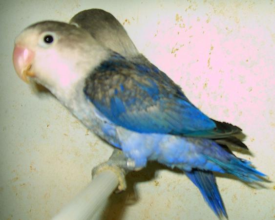 fischer violet et ....3.JPG