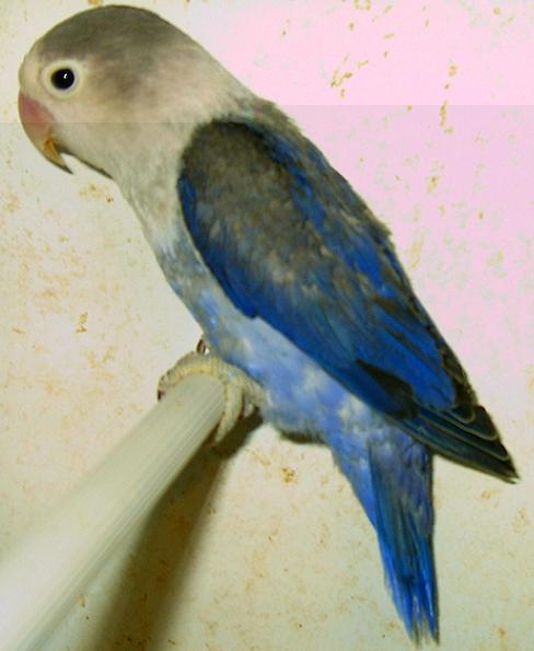 fischer violet et ....JPG