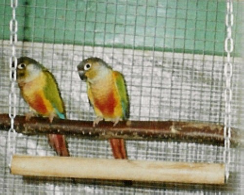 hypoxantha 1.jpg