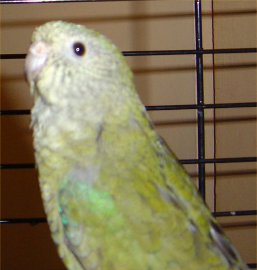 cp.02.jpg