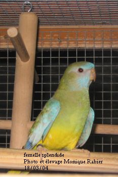 128_2872 femelle splendide.jpg