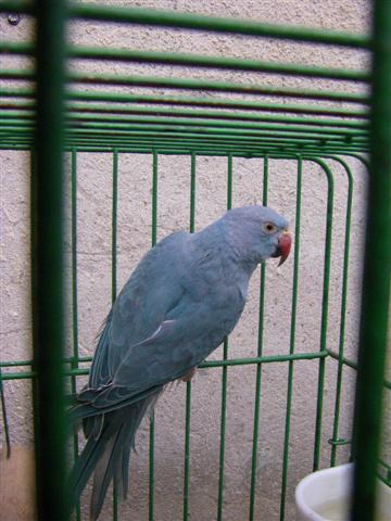 Copie de IMGP0944 (Small).JPG