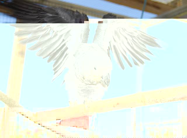 EAM.jpg