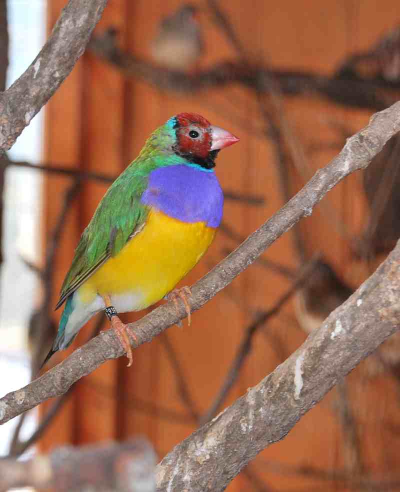 gould dÃ©plumÃ©.jpg