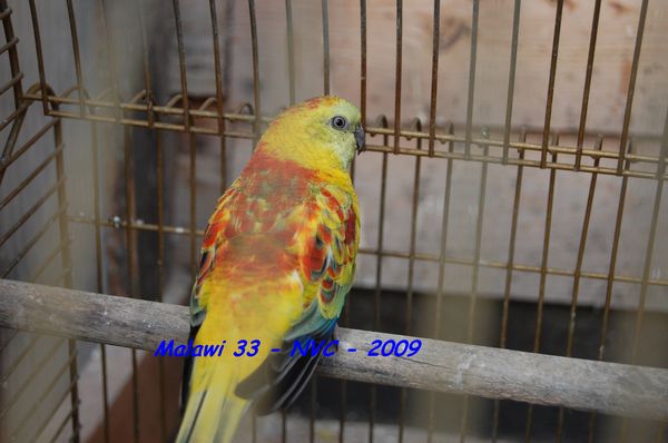 Croupion Malawi33.jpg