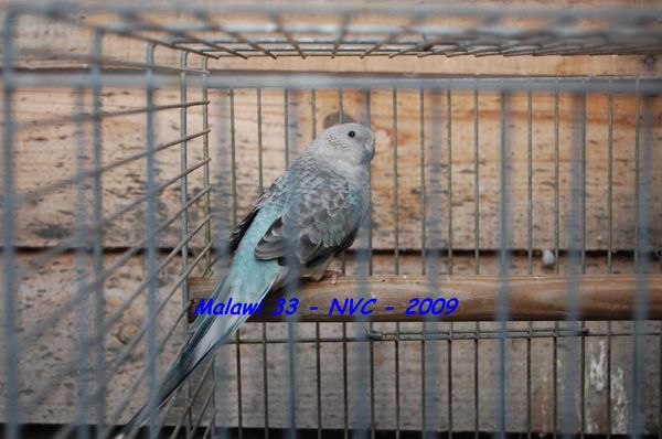 Croupion Malawi33 2.jpg