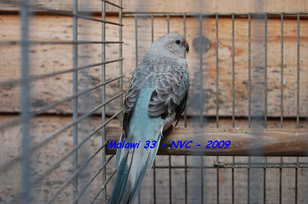 Croupion Malawi33 3.jpg