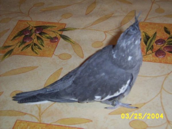 Calo BB FB 35jours 010.jpg