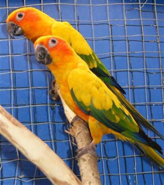 Conure soleil 006 (Small) (Medium) (Medium).jpg