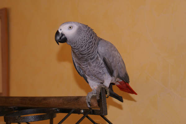 DSC00996.JPG