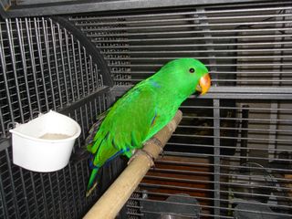 pepito.jpg