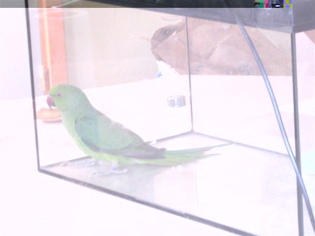 Perroquet 003.jpg