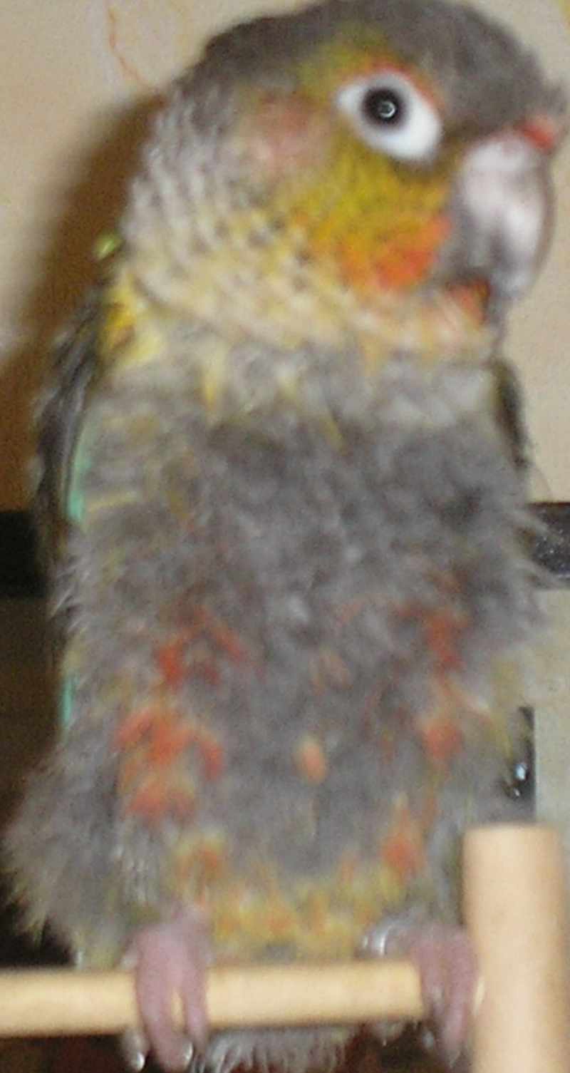 Coco.jpg