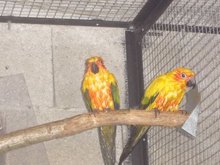conure mouiller.jpg