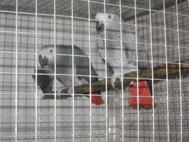 NINA ET KIWI 2.jpg