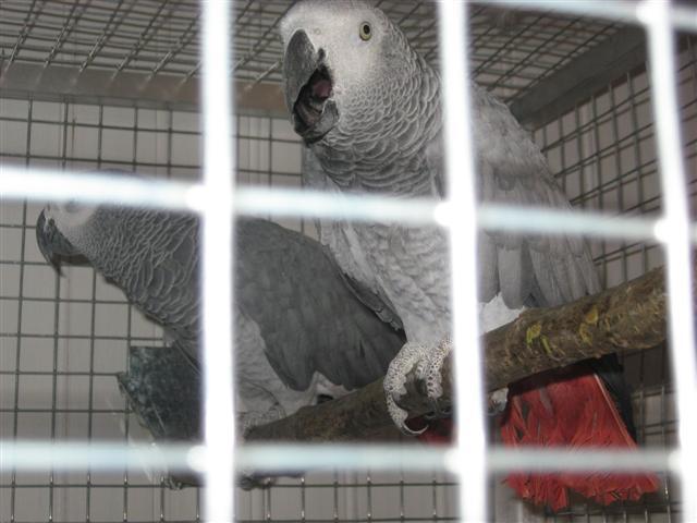 NINA ET KIWI 3.jpg