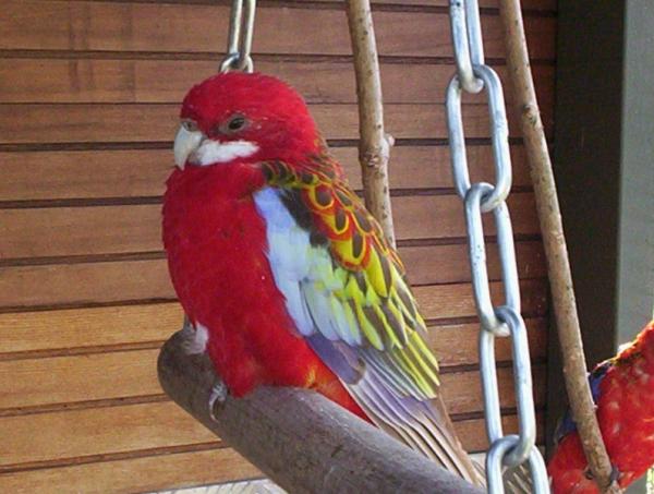 photos oiseaux de dimanche 16 novembre 013_1.jpg