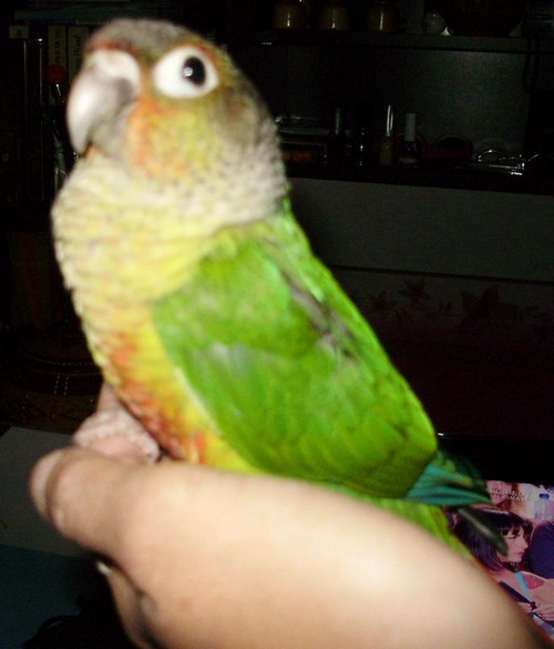 lily.jpg