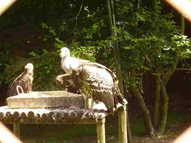 vautour fauve.jpg