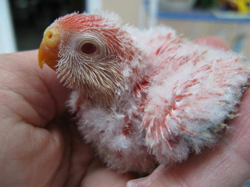 opaline pale fallow 04 2008net.jpg