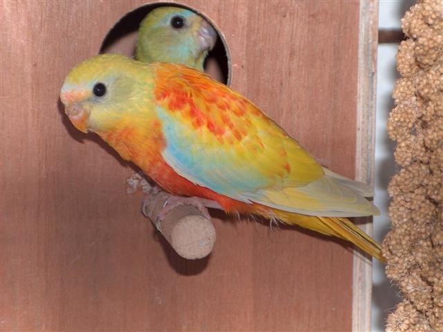 REPRO 2009 Turquoisines Mutation 026 (Small).jpg