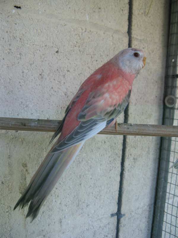 bb OPF 09 NET2.jpg