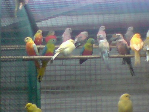 jeunes 2009 b.jpg