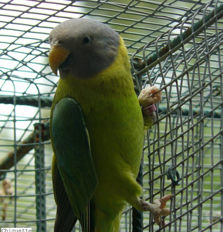 Tete de prune femelle.jpg