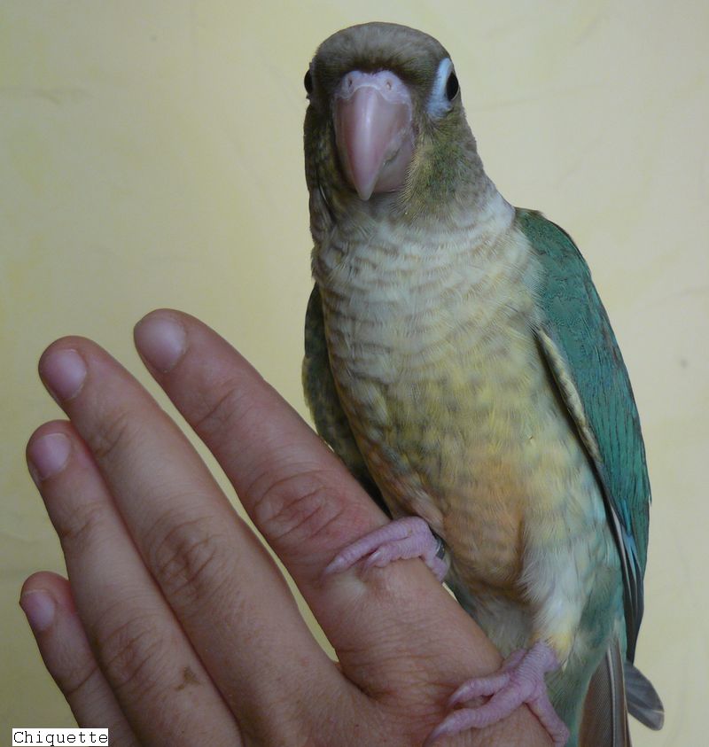 ananasbleue3.jpg