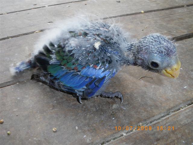 IMGP0864 (Small).JPG