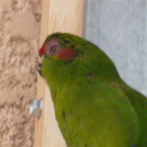 Oeil de la femelle 2 (Small).jpg