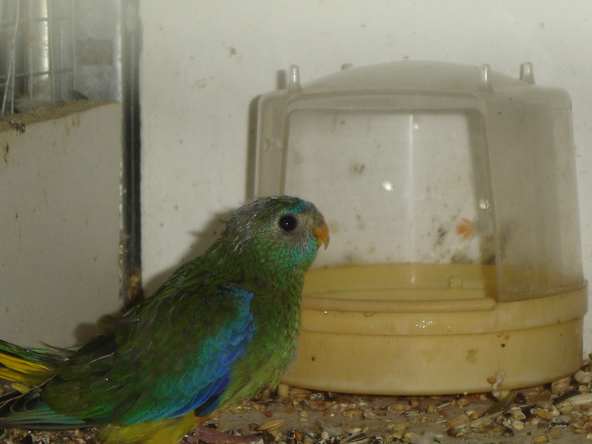 le gros pepere ou memere plutot !!!.JPG