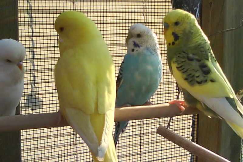 oiseaux 0322.jpg