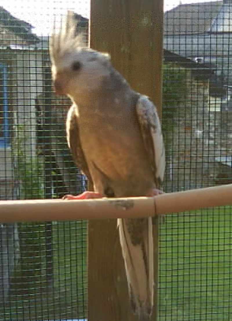 oiseaux 0355.jpg