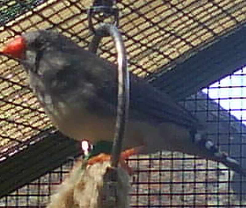 mes oiseaux 0122.jpg