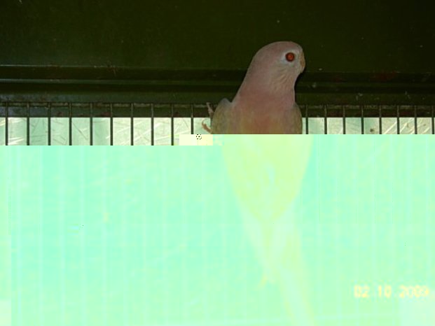 Ailes Jaune.JPG