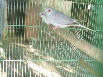 colombe diamant.JPG