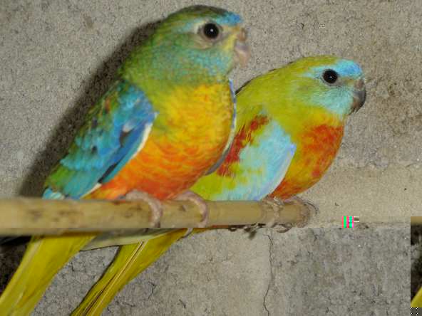 male jaune vpr et femelle opaline.JPG