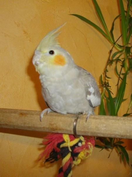 cinnamon 02.jpg