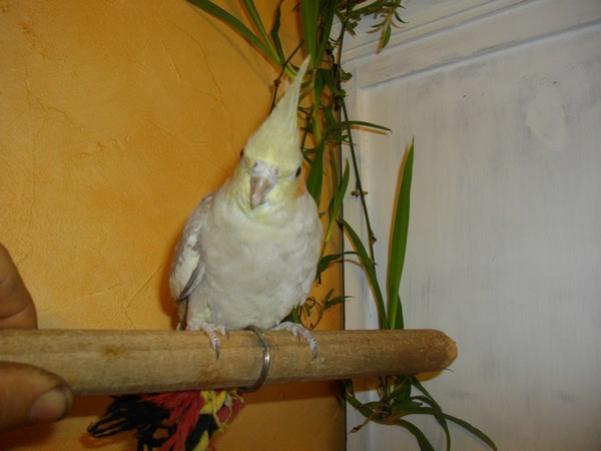 cinnamon 03.jpg