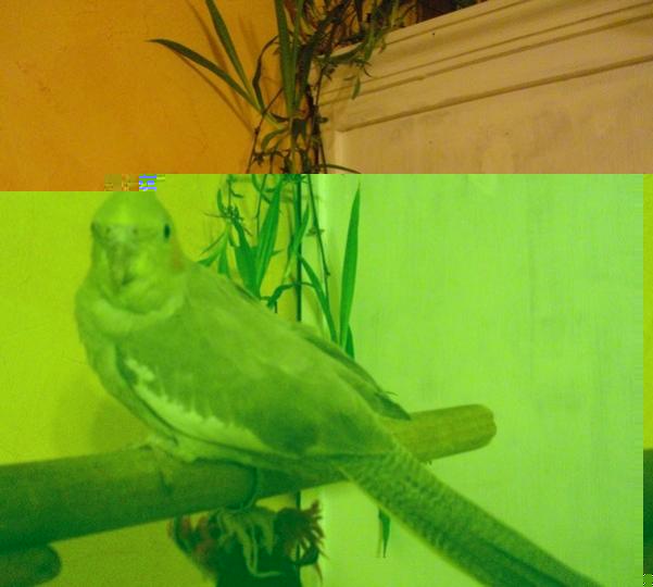 cinnamon 05.jpg
