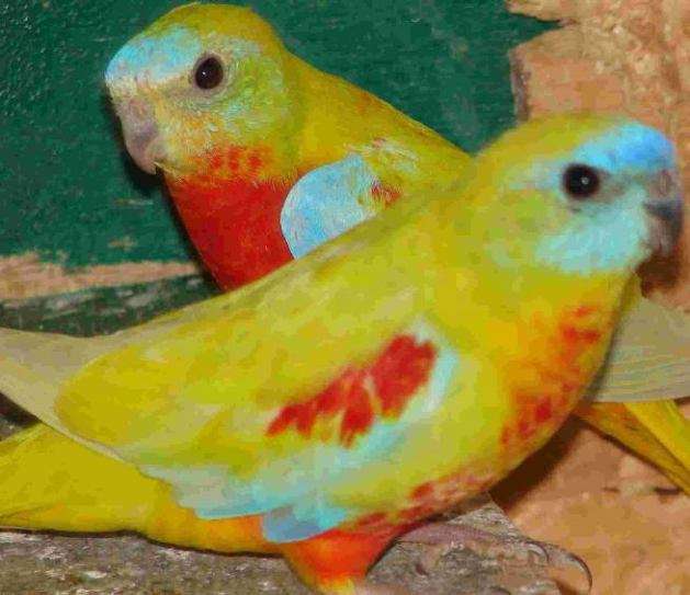 oiseaux 087.jpg