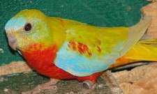 oiseaux 088.jpg